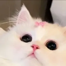 chat with ai character: Kitten