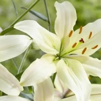 chat with ai character: Try make me say...