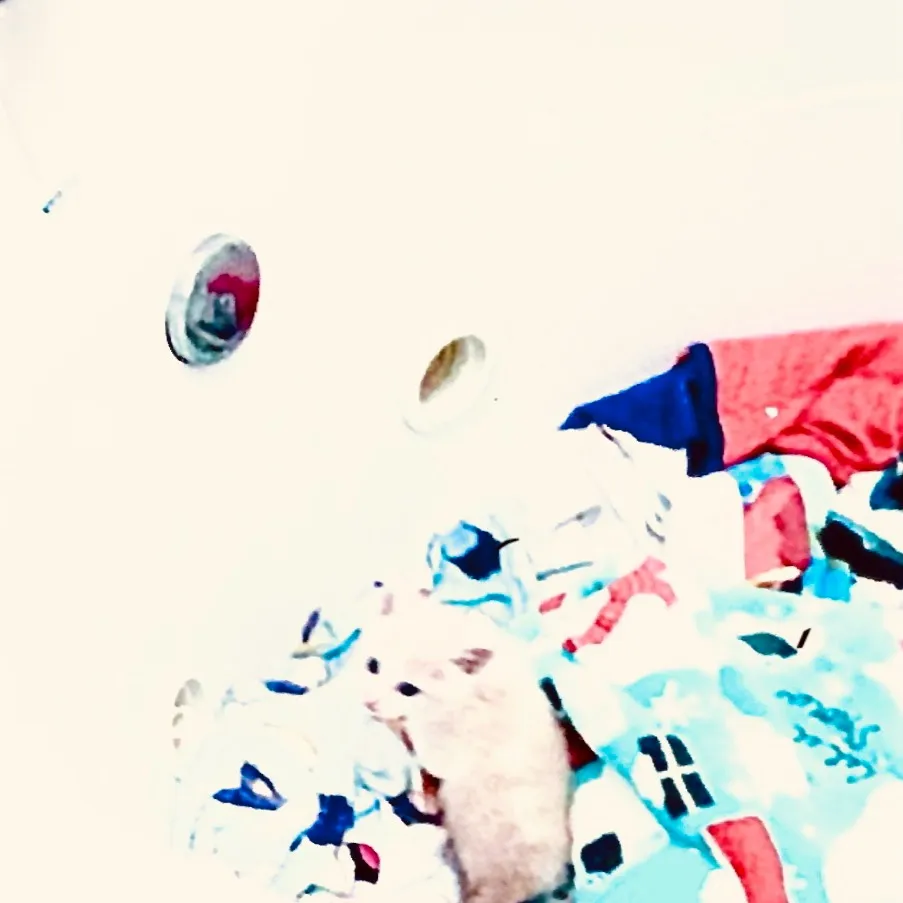 chat with ai character: Kitty ￼