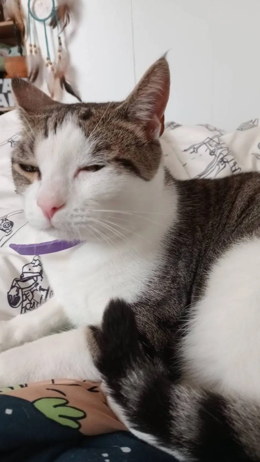 Talkie AI - Chat with Kōri's cat