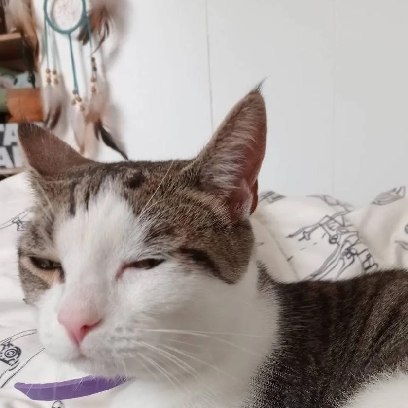 chat with ai character: Kōri's cat