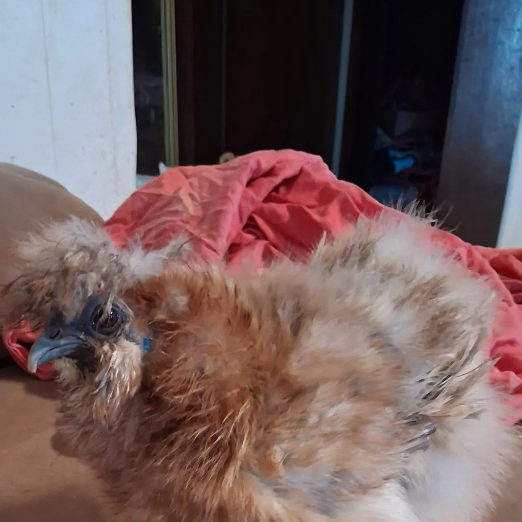 chat with ai character: Peach