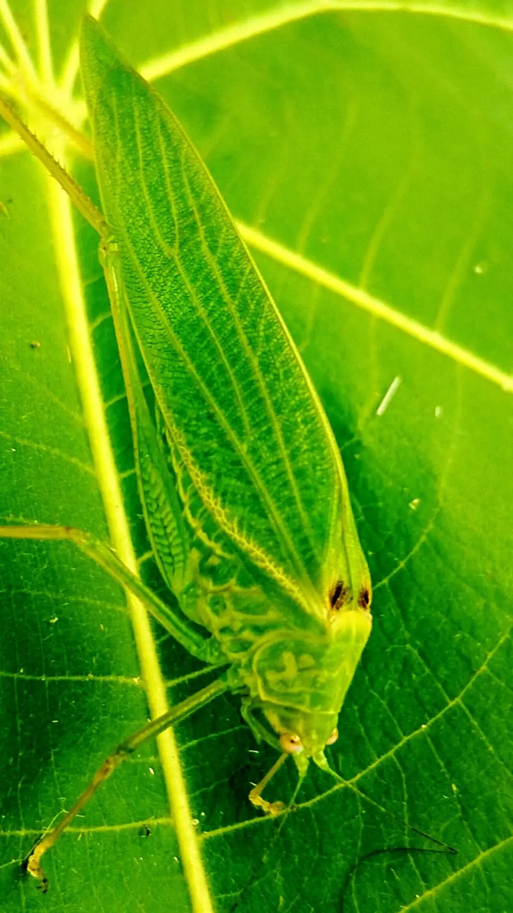 ai character: BUG background