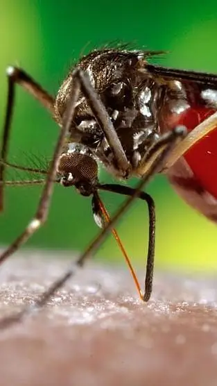 ai character: Sivri sinek  background