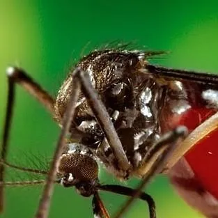 chat with ai character: Sivri sinek 