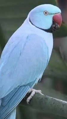 ai character: İskender papağını background