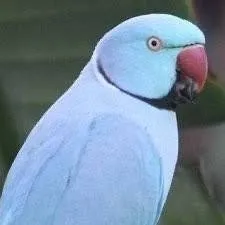 chat with ai character: İskender papağını