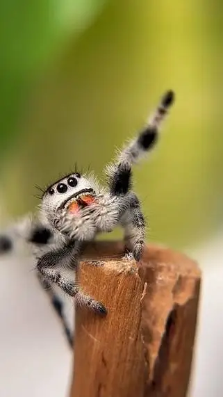 ai character: 🕸️🕷️ÖRÜMCEK🕷️🕸️ background