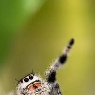 chat with ai character: 🕸️🕷️ÖRÜMCEK🕷️🕸️