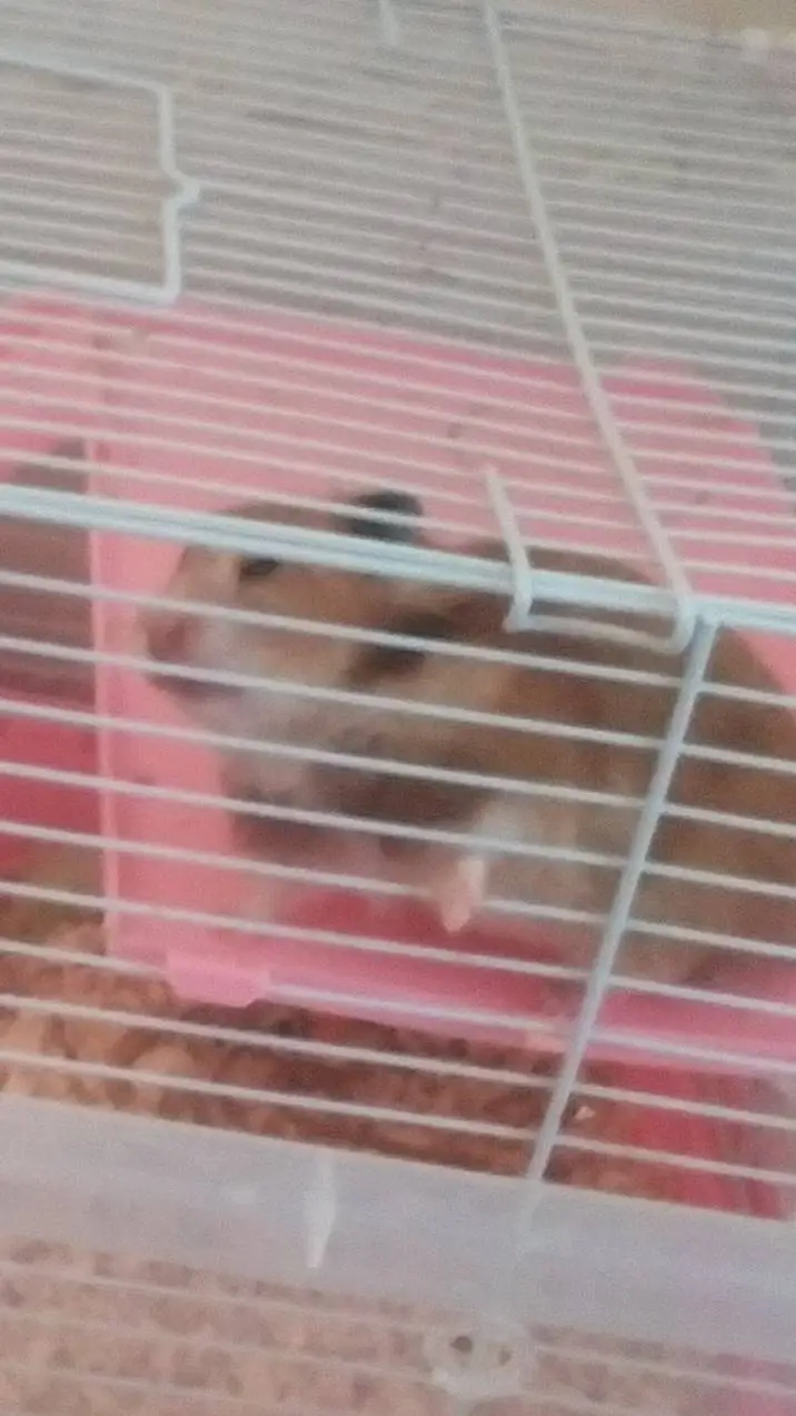 ai character: Hamster Çaki💖🐹✨ background