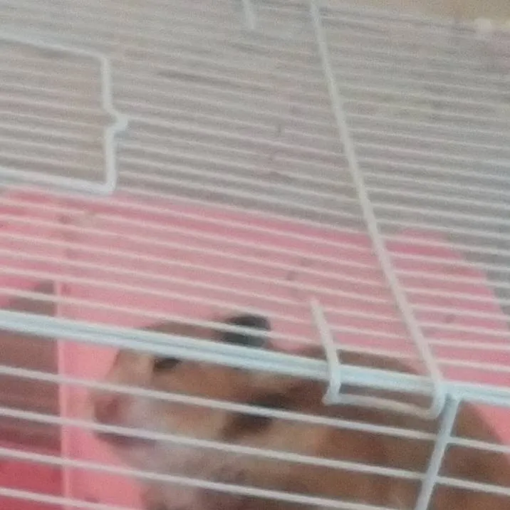 chat with ai character: Hamster Çaki💖🐹✨