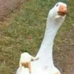 chat with ai character: El ganzo Juan xd