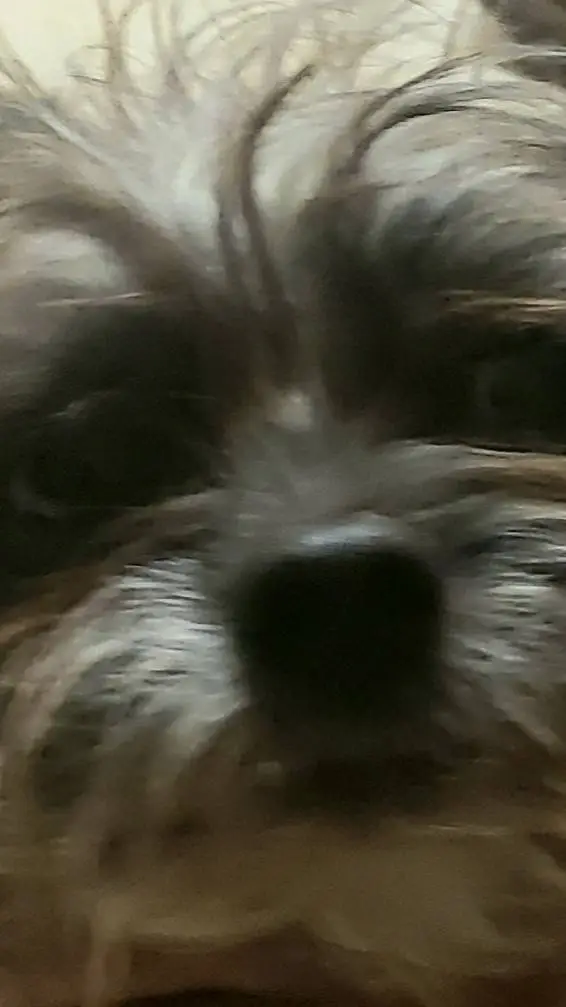 ai character: dog background