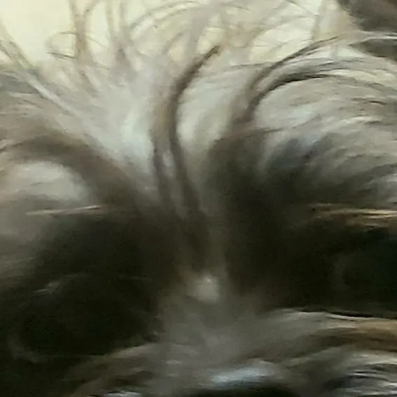 chat with ai character: dog