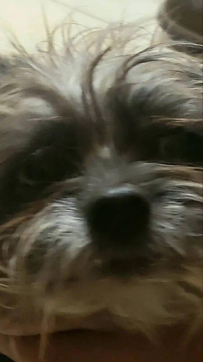 ai character: slim shady fan background