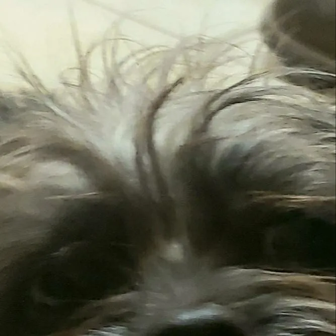 chat with ai character: slim shady fan