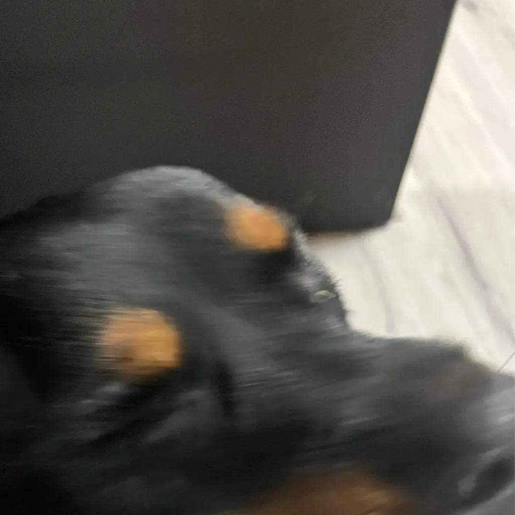 chat with ai character: Jjk reborn 