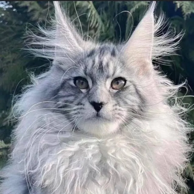 chat with ai character: sweet cutie pie