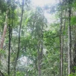 chat with ai character: RIMBA!!! 