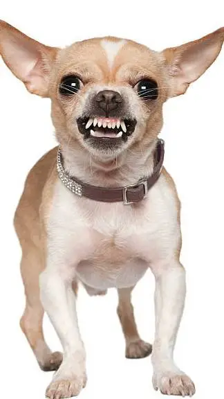 ai character: lost chihuahua background