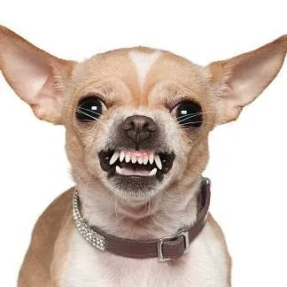 chat with ai character: lost chihuahua