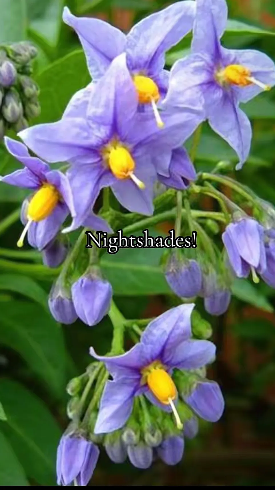 ai character: First forsaken day background