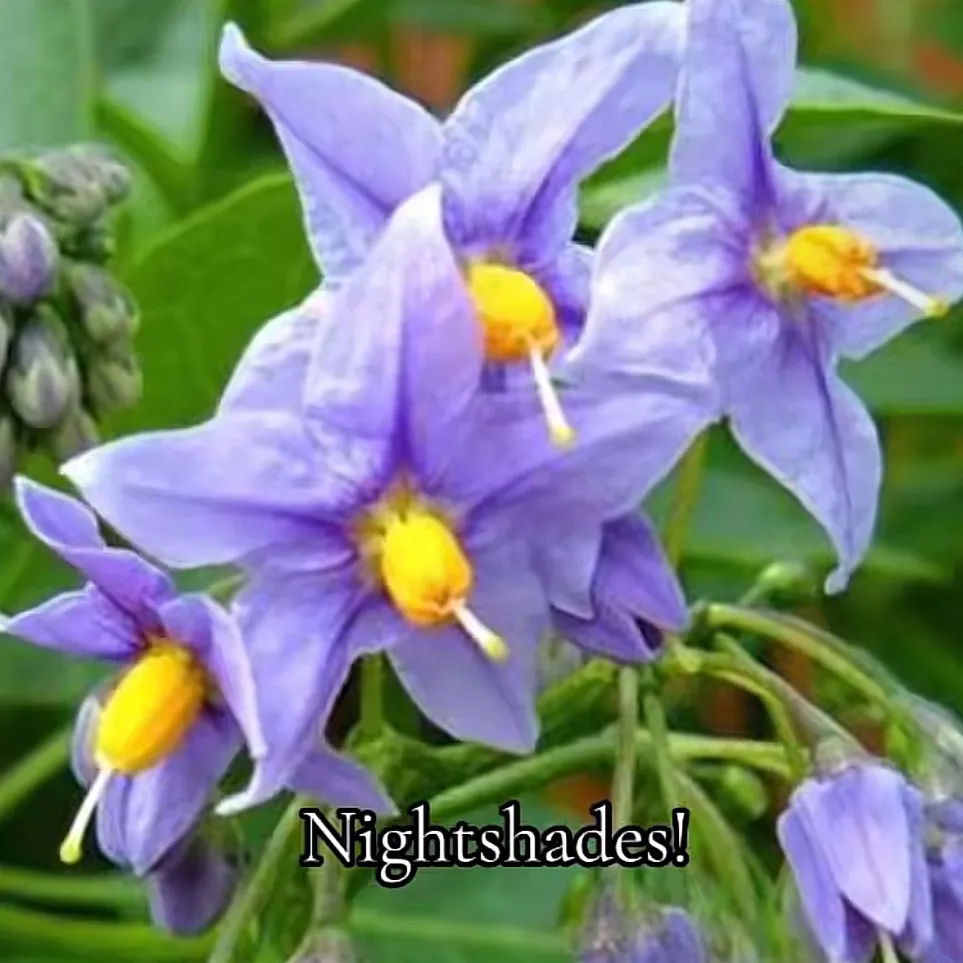 chat with ai character: First forsaken day