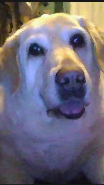 ai character: sadie background