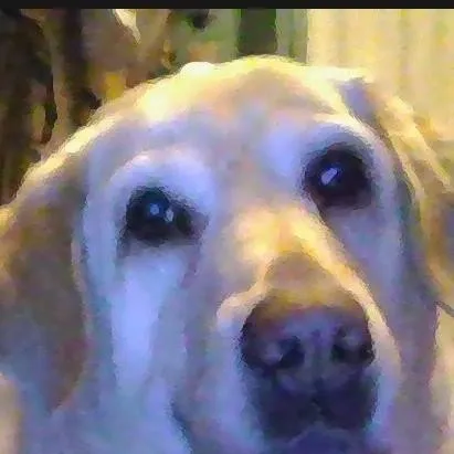 chat with ai character: sadie