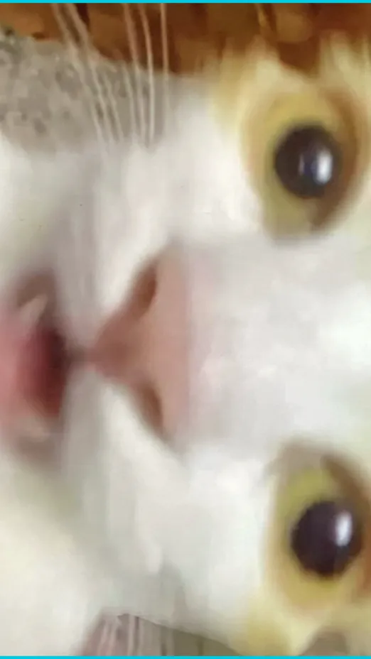 ai character: timmy the cat background