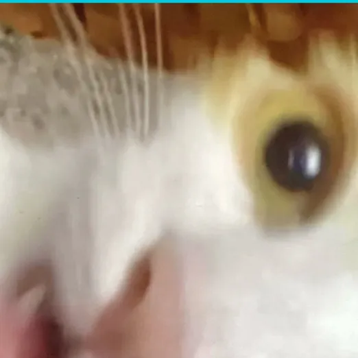 chat with ai character: timmy the cat