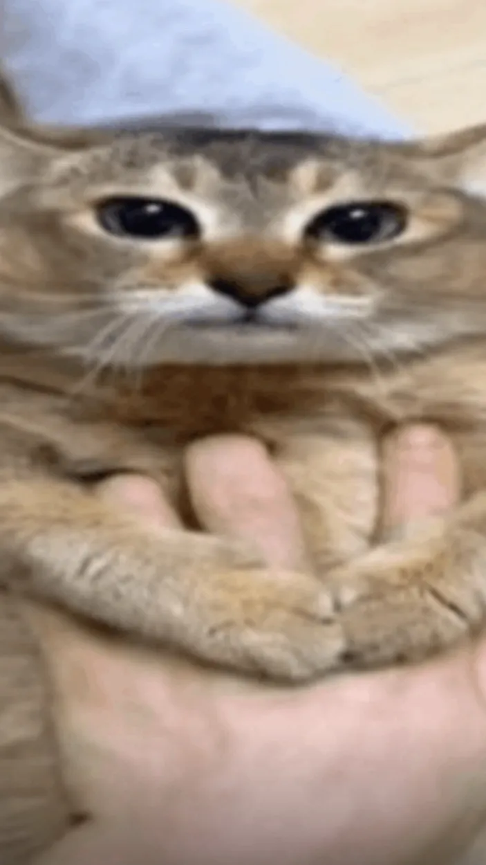 ai character: ✶ random cat ✶ background