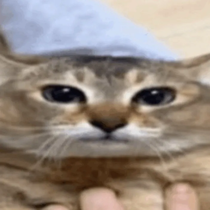 chat with ai character: ✶ random cat ✶