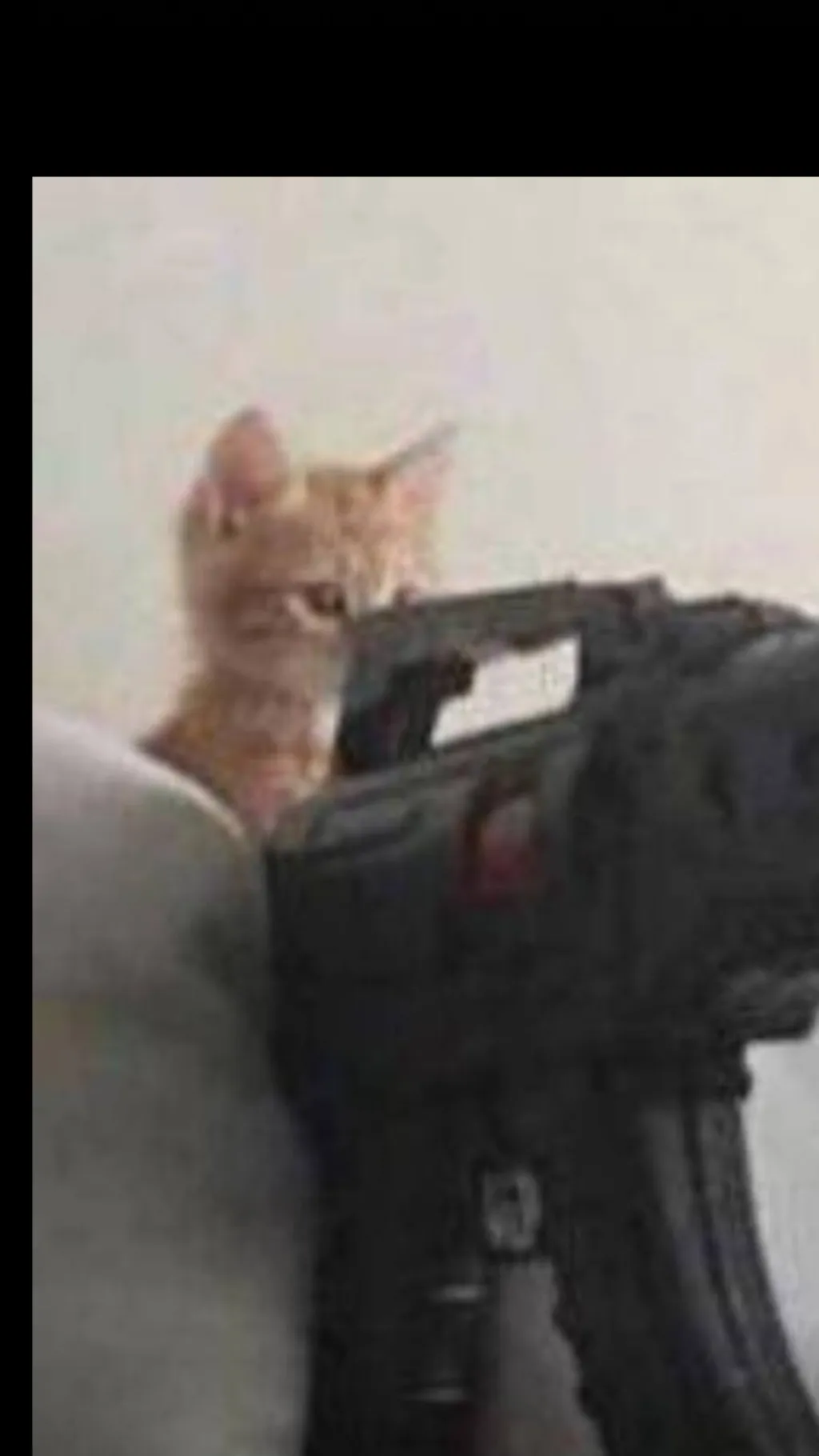 ai character: cat with a gun background