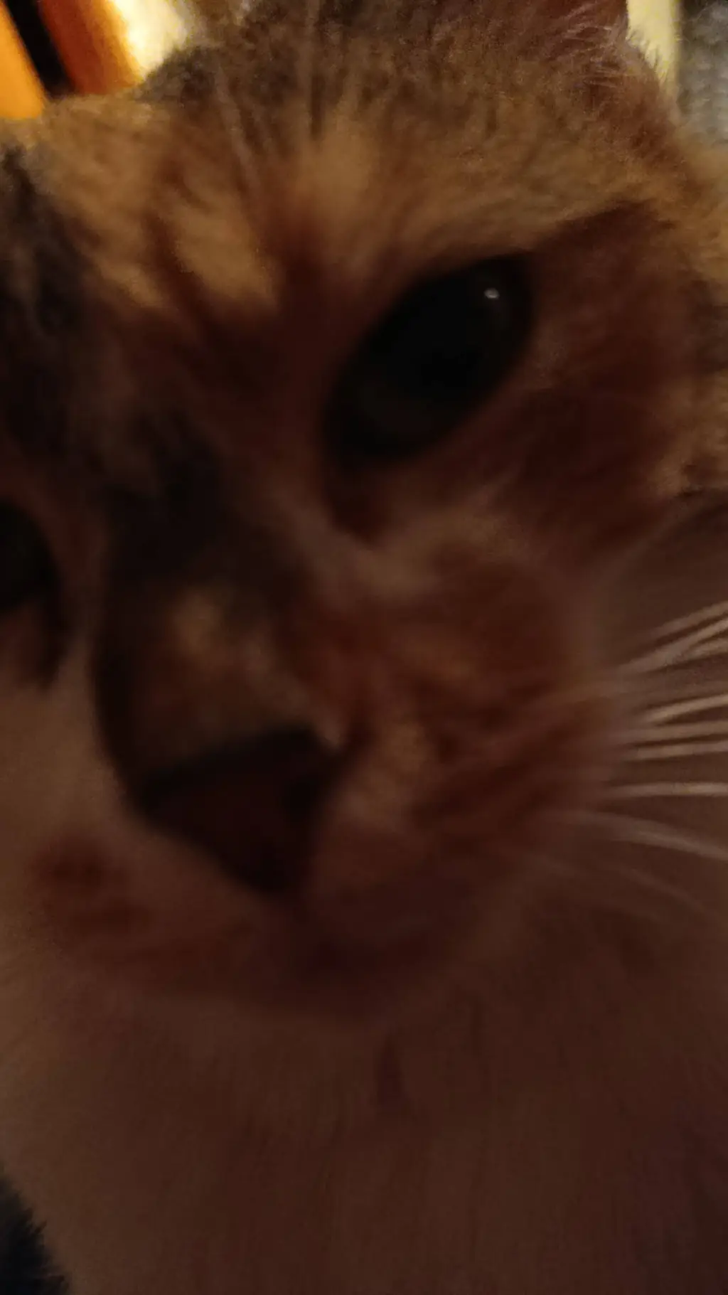 ai character: Gribouille  background