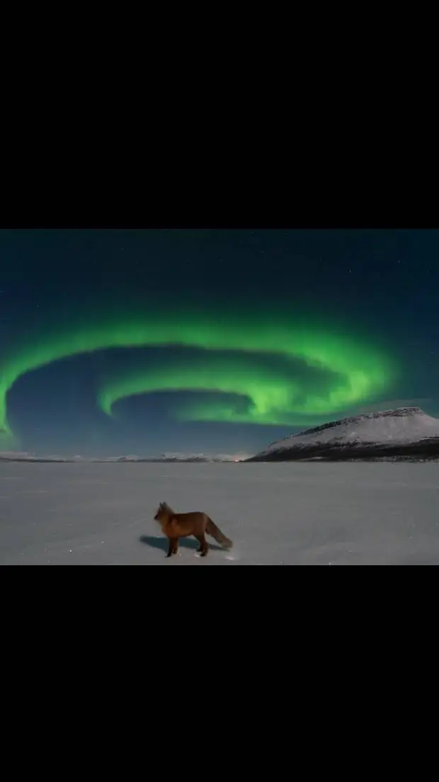 ai character: anything  background