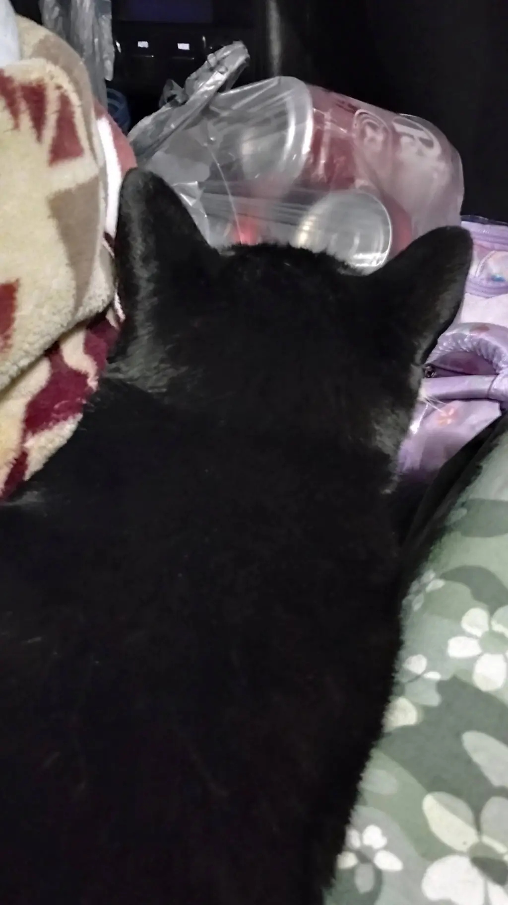 ai character: Cat center 🩷 background