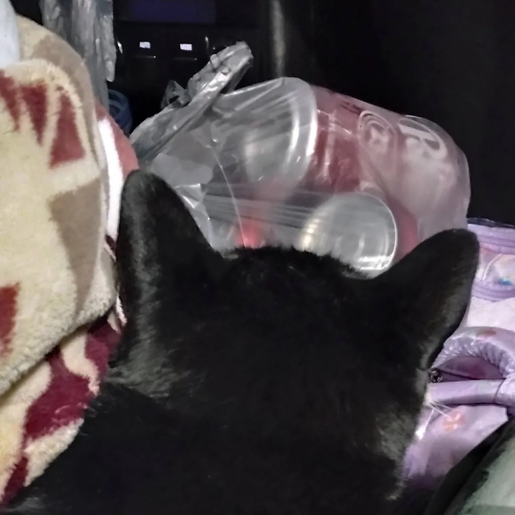 chat with ai character: Cat center 🩷