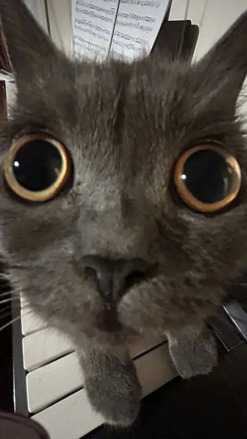 ai character: 77Noli background