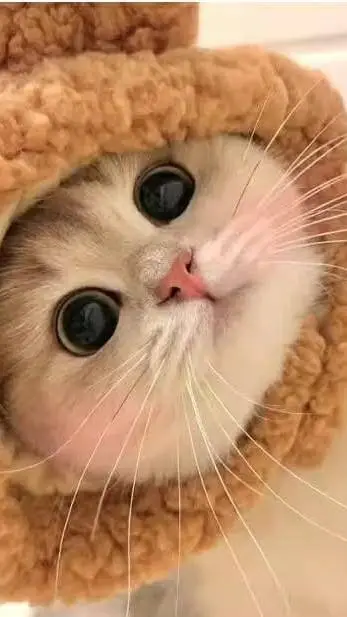 ai character: Thoughtful cat background