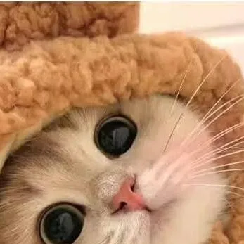 chat with ai character: Thoughtful cat