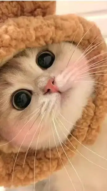 ai character: Cream the cat background