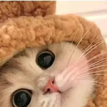 chat with ai character: Cream the cat