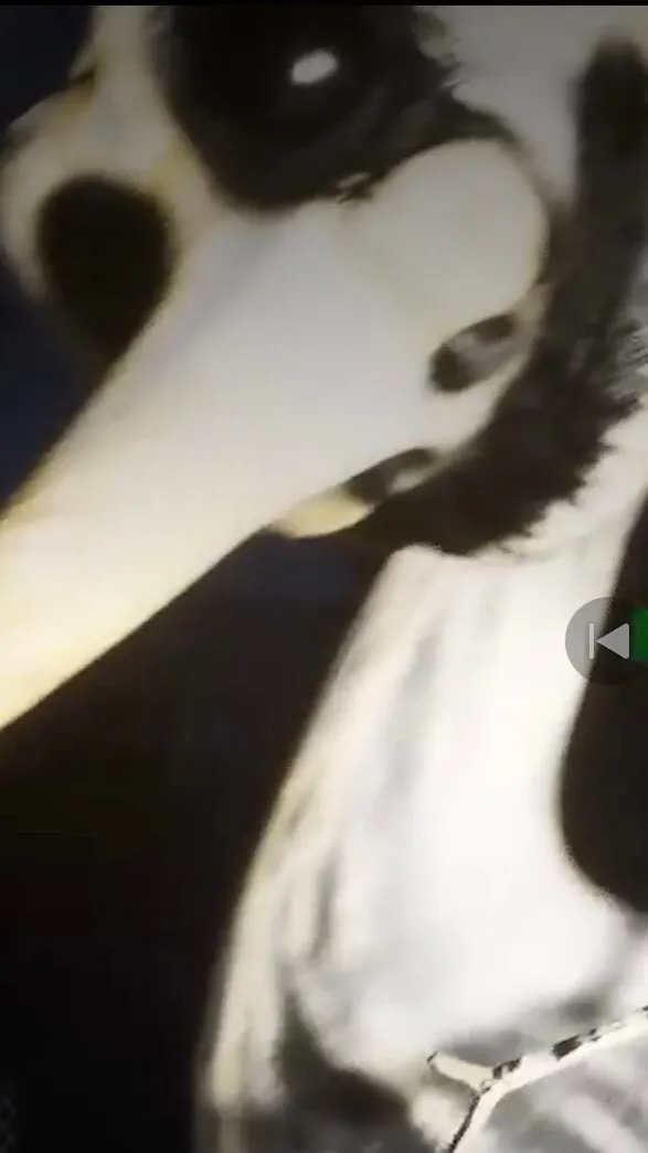 ai character: zoonomaly x mha  background