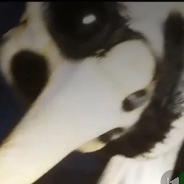 chat with ai character: zoonomaly x mha 