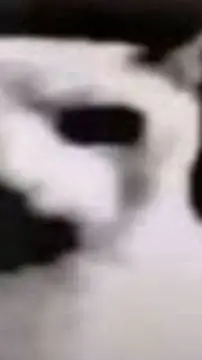 ai character: gato de internet 💀 background