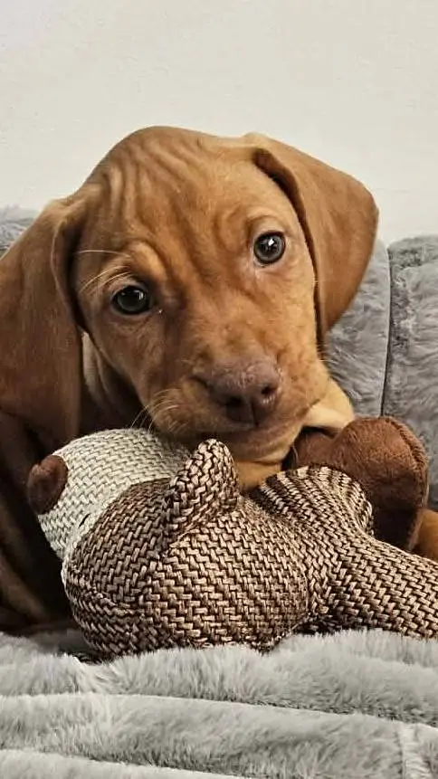 ai character: hawks hôpital  background