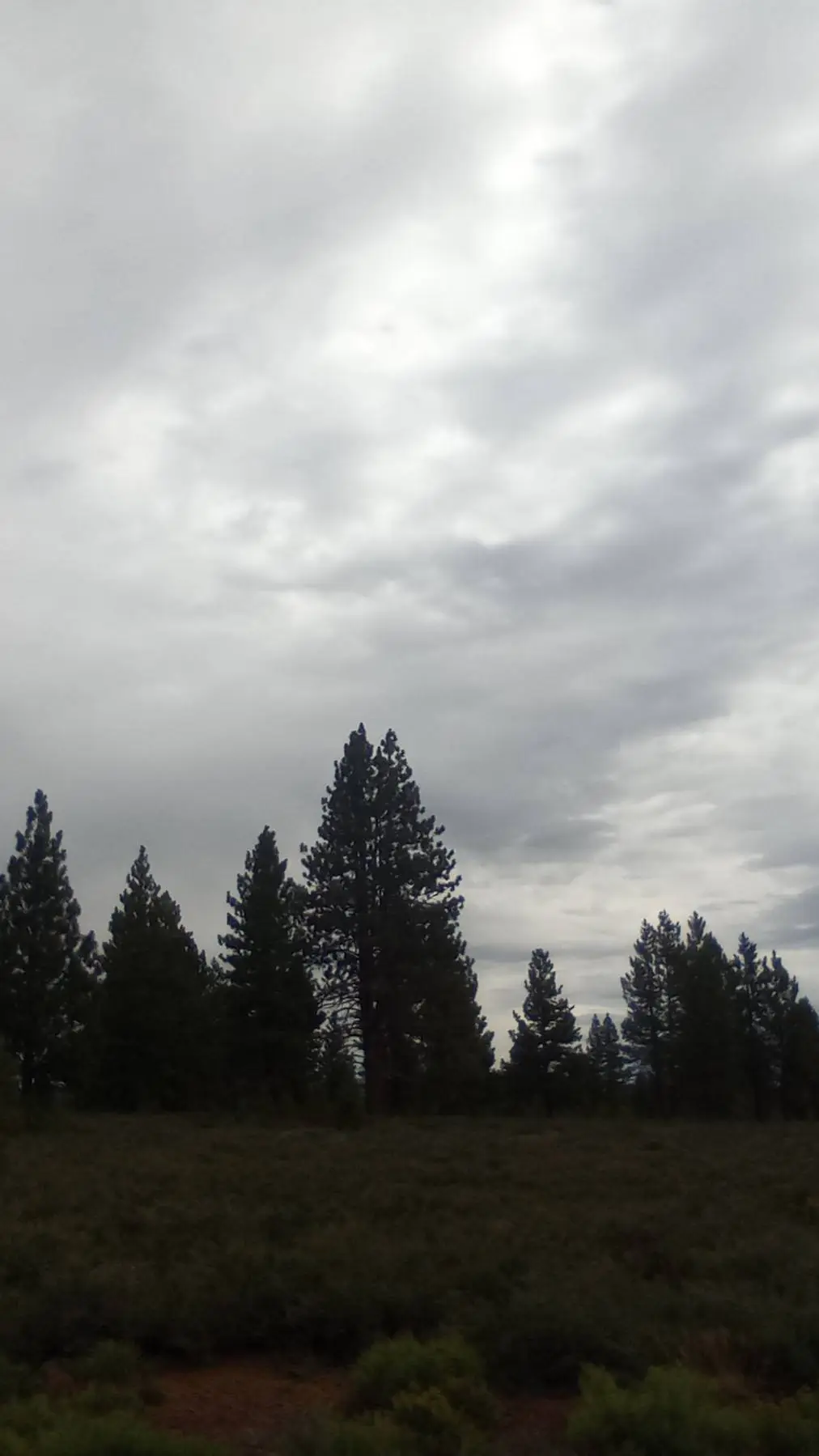 ai character: protective Y/N background