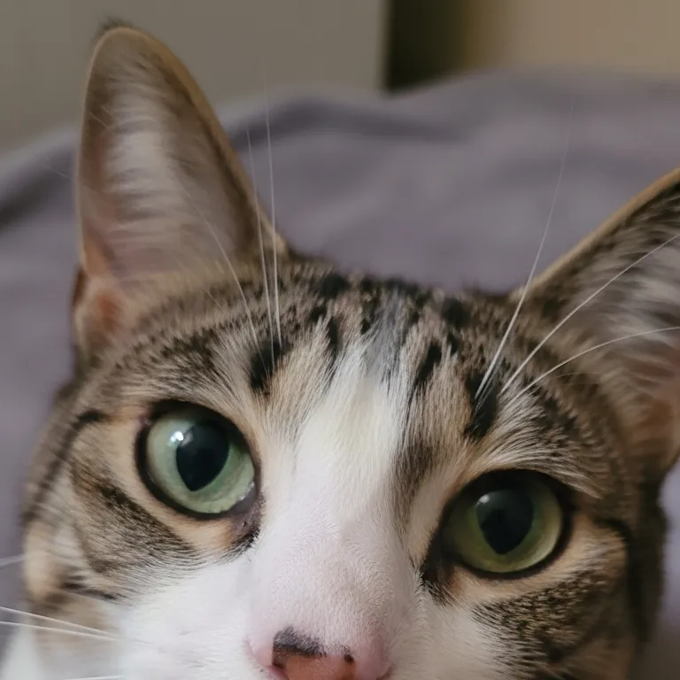 chat with ai character: poof