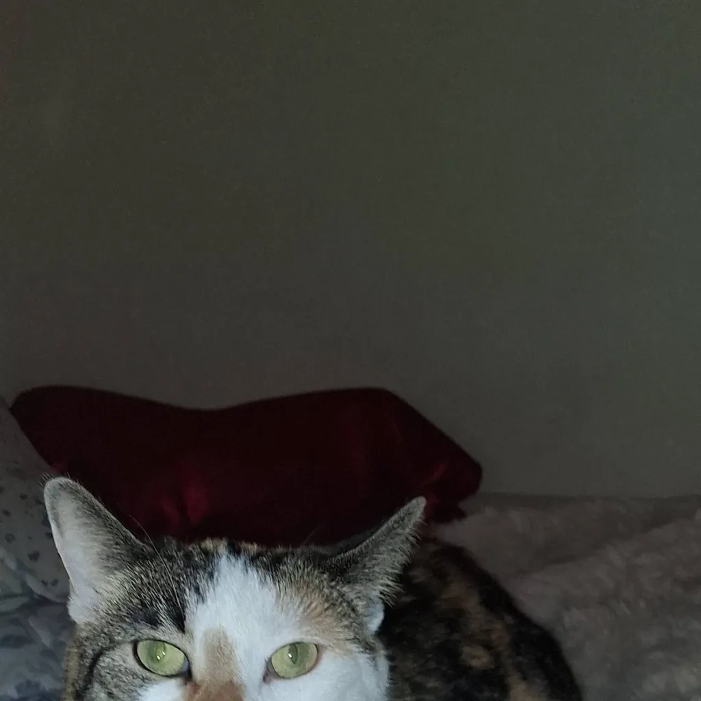 chat with ai character: op